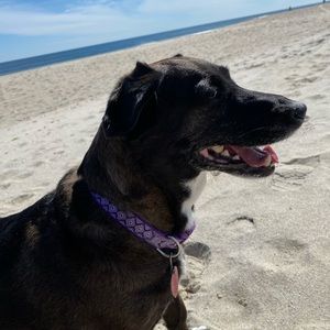 Meet your Posher, Ann marie